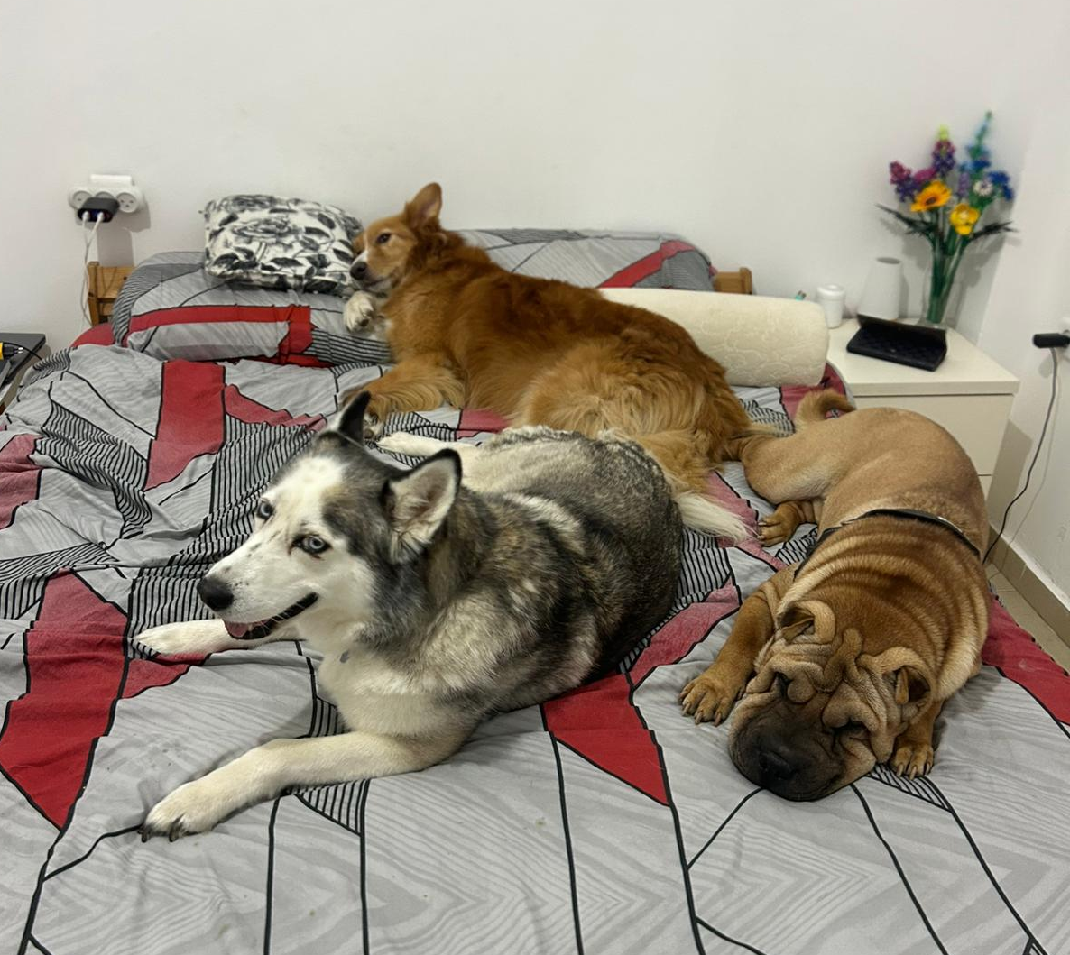 הפנסיון שלנו